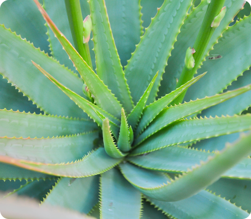 Close-up vibrante de aloe vera, planta medicinal.